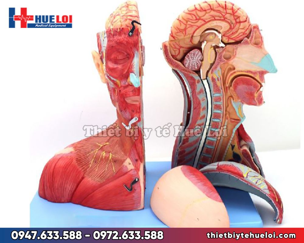 Mô hình giải phẫu vùng đầu mặt cổ và não bên trong